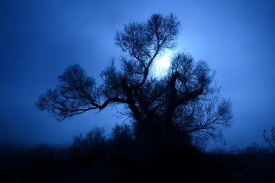 DSC_0980 (Large).JPG